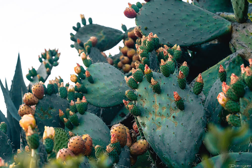 Floral, natural, and textural photos from my travels in the Bay Area in California, and more.
